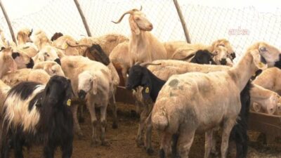 Sağlık Bakanı Kemal Memişoğlu, Kurban Bayramı'nın ilk gününde kurban kesimi