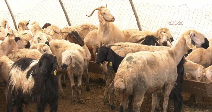 Sağlık Bakanı Kemal Memişoğlu, Kurban Bayramı'nın ilk gününde kurban kesimi
