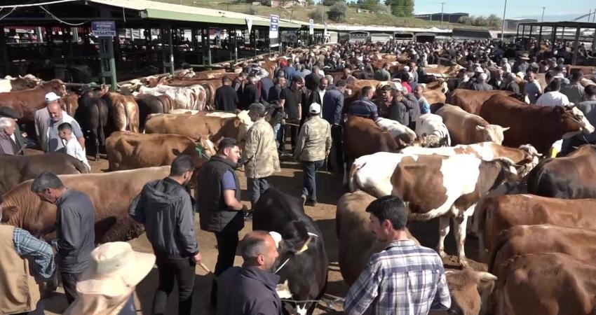 Malatya’da Kurban Bayramı arifesinde canlı hayvan pazarında yoğunluk yaşanırken, besiciler