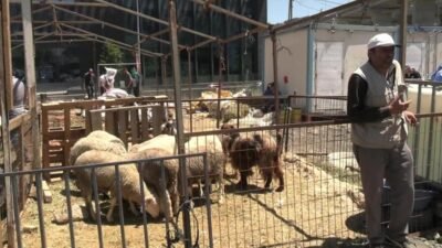 Kurban Bayramı’nın son gününde ANKA Haber Ajansı’na konuşan besiciler dertlerini
