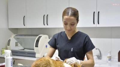 Kuşadası Belediyesi bünyesinde hizmet veren Davutlar Kedi Kısırlaştırma Merkezi’nde bugüne
