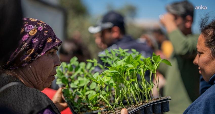 Milas Belediyesi, kırsal kalkınma çalışmaları kapsamında yerli ata tohumlardan üretilen