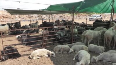 Muratpaşa Belediyesi, 27 Mayıs’ta başlayacak Kurban Bayramı öncesi hazırlıklarını tamamladı.