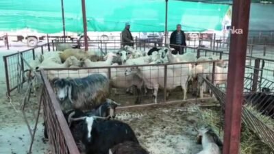 Aydın'ın Nazilli ilçesinde kurulan hayvan pazarında hem üreticiler hem de