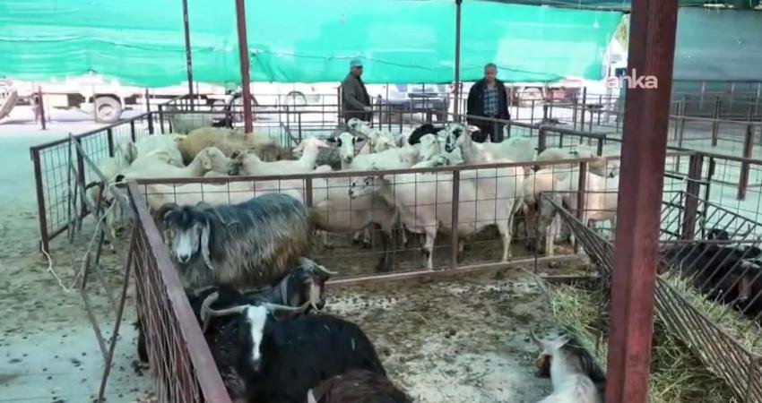 Nazilli Hayvan Pazarı’nda Kurban Bayramı hazırlığı… Alım gücü düştü, fiyatlar yükseldi Aydın'ın Nazilli ilçesinde kurulan hayvan pazarında hem üreticiler hem de