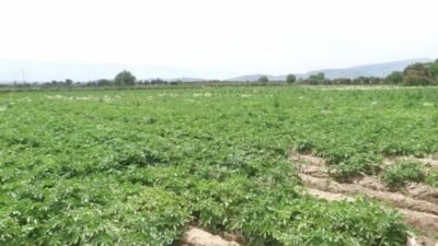 İzmir’in Ödemiş ilçesinde patates üreticileri, artan mazot, gübre ve ilaç