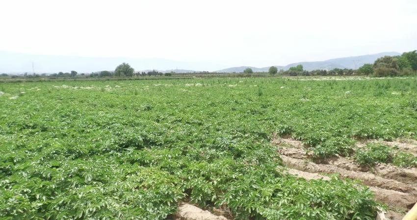 İzmir’in Ödemiş ilçesinde patates üreticileri, artan mazot, gübre ve ilaç