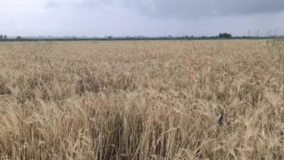 Osmaniye'nin Kadirli ilçesinde çiftçiler girdi maliyetlerinden dert yanarak, kazanamadıklarını ifade