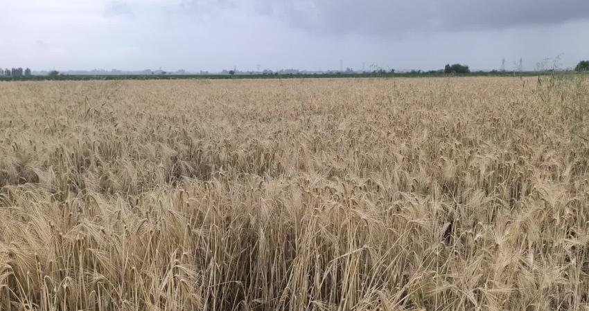 Osmaniye'nin Kadirli ilçesinde çiftçiler girdi maliyetlerinden dert yanarak, kazanamadıklarını ifade
