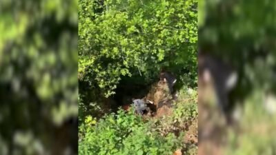 Rize’de dere yatağına yuvarlanan kurbanlık inek, saatler süren çalışma sonucu
