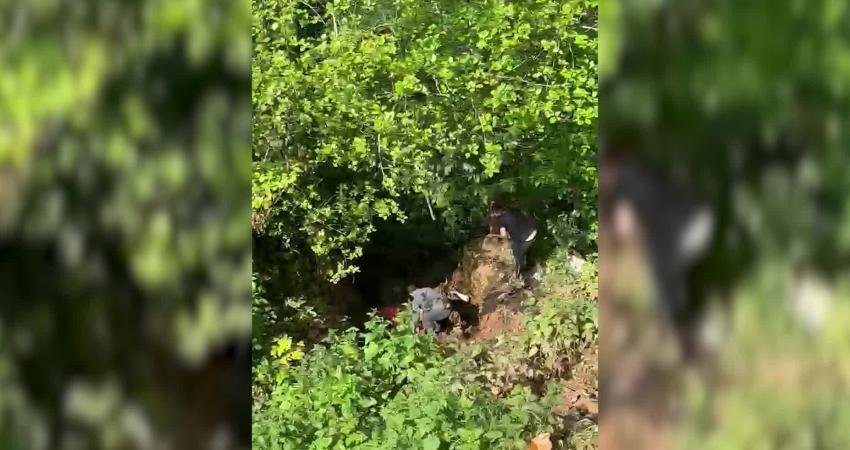 Rize’de dere yatağına yuvarlanan kurbanlık inek, saatler süren çalışma sonucu