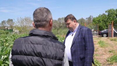 Seferihisar’da enginar hasadı başladı, Belediye Başkanı İsmail Yetişkin üreticilerle birlikte
