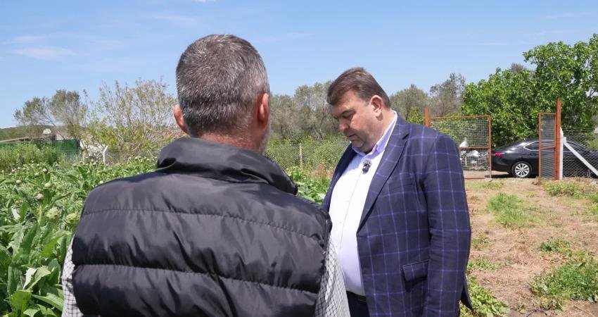 Seferihisar’da enginar hasadı başladı, Belediye Başkanı İsmail Yetişkin üreticilerle birlikte