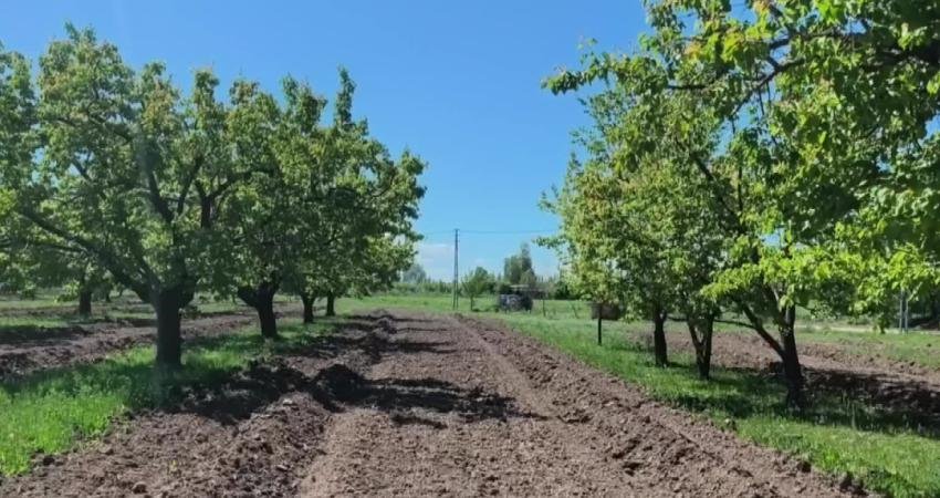 TZOB Genel Başkanı Bayraktar, Iğdır’da 10 bin 238 dekarlık alanın