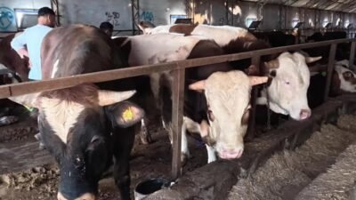 Yozgat Veteriner Hekimler Odası, yaklaşan Kurban Bayramı öncesinde kurban kesecek