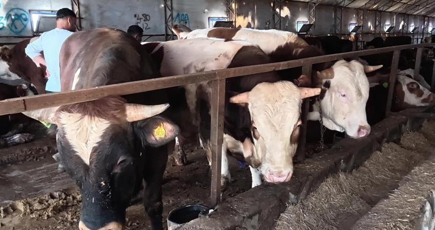 Yozgat Veteriner Hekimler Odası, yaklaşan Kurban Bayramı öncesinde kurban kesecek