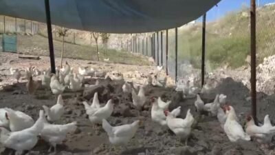 Adıyaman Belediyesi’nin Kümes Hayvancılığı Tesisi’nde doğal yöntemlerle üretilen gezen tavuk