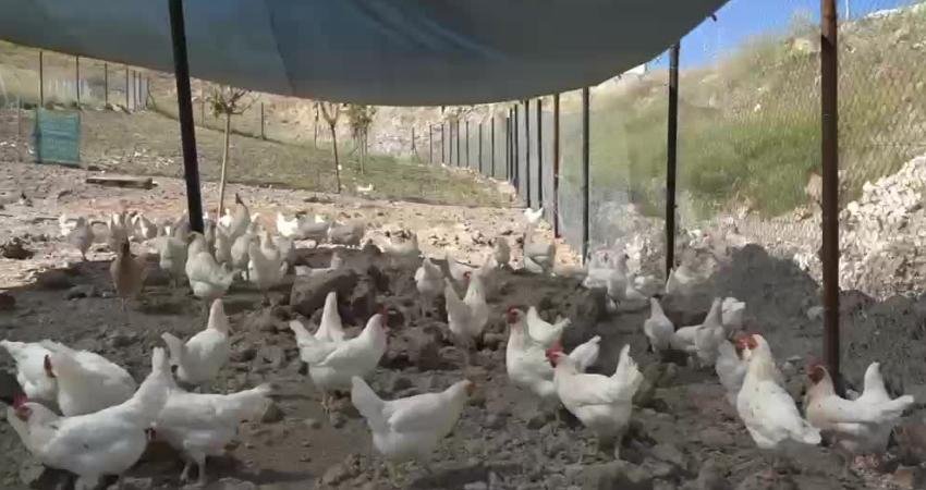 Adıyaman Belediyesi’nin Kümes Hayvancılığı Tesisi’nde doğal yöntemlerle üretilen gezen tavuk