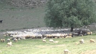 Aksaray’da Damızlık Koyun Keçi Yetiştiricileri Birliği Başkanı Mahmut Aktürk, Türkiye’de