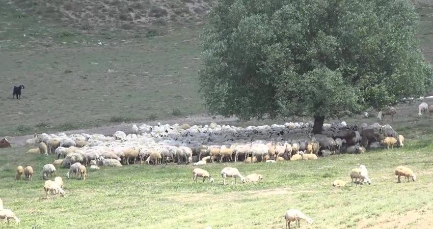 Aksaray’da Damızlık Koyun Keçi Yetiştiricileri Birliği Başkanı Mahmut Aktürk, Türkiye’de