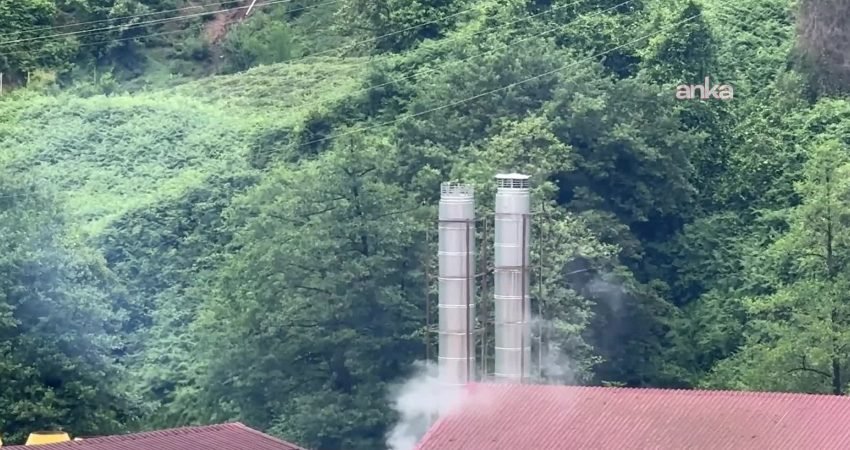 Rize’nin Ardeşen ilçesine bağlı Işıklı Mahallesi’nde faaliyet gösteren ÇAYKUR’a ait