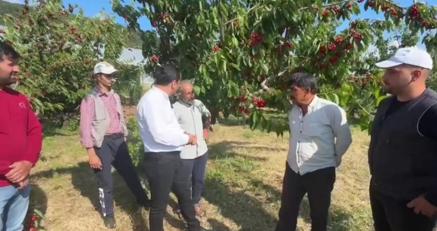 Manisa’da kiraz üreticilerinin sorunlarını dinleyen CHP Manisa Milletvekili Bekir Başevirgen'e