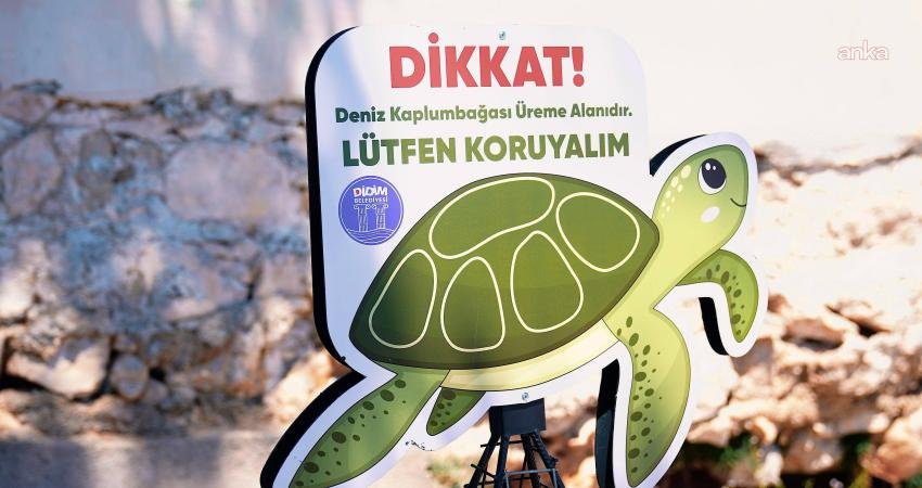 Didim kıyılarında caretta carettaların yuvalama alanları koruma altına alındı Didim Belediyesi, kent kıyılarında tespit ettiği caretta caretta yuvalama alanlarını koruma