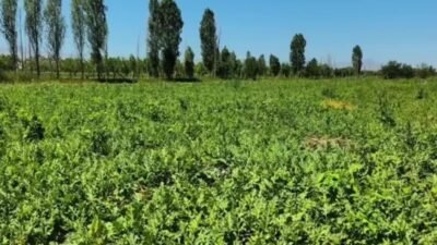 Türkiye'nin önemli tarım merkezlerinden biri olan Iğdır'da erken hasat sezonu