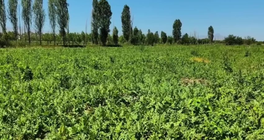 Türkiye'nin önemli tarım merkezlerinden biri olan Iğdır'da erken hasat sezonu