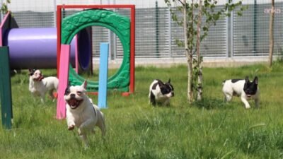 Eskişehir Büyükşehir Belediye Başkanı Ayşe Ünlüce, 9 köpeğiyle çaresiz kalan