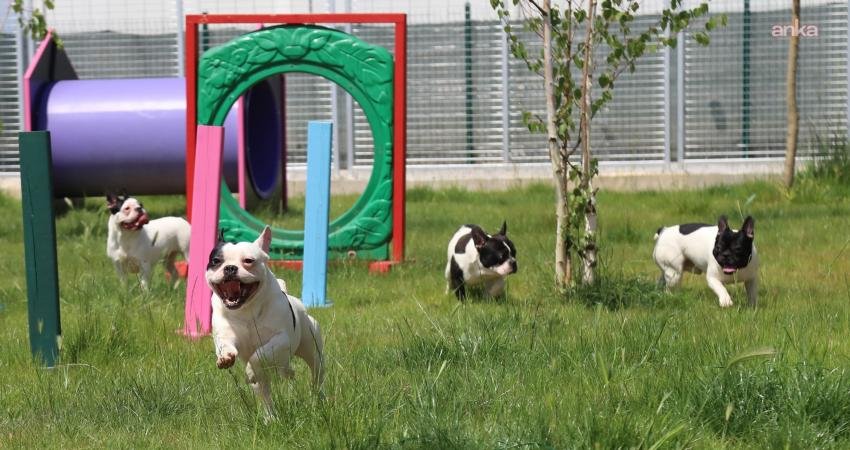 Eskişehir Büyükşehir Belediye Başkanı Ayşe Ünlüce, 9 köpeğiyle çaresiz kalan