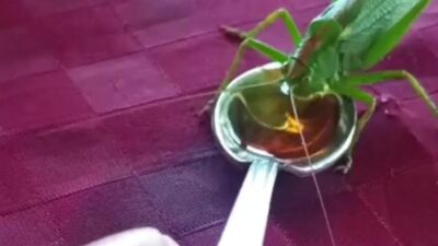 Osmaniye'nin Kadirli ilçesinde esnaf Mustafa Tamer, evine giren yeşil çekirgeyi