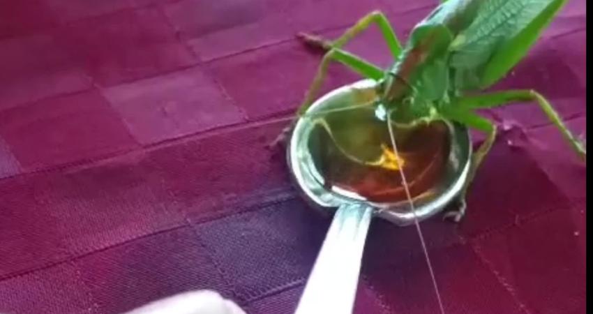 Osmaniye'nin Kadirli ilçesinde esnaf Mustafa Tamer, evine giren yeşil çekirgeyi