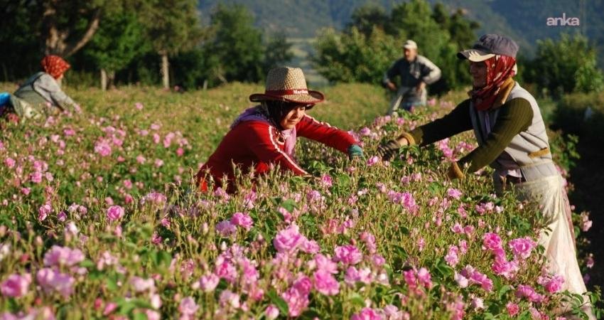 Dünyanın gül yağı üretim merkezlerinden biri olan Isparta’da gül çiçeği