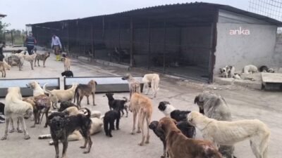 İçişleri Bakanlığı, sahipsiz köpek saldırıları nedeniyle yapılan incelemeler sonucunda Muğla