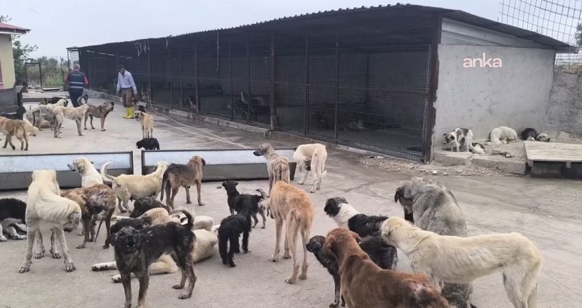 İçişleri Bakanlığı, sahipsiz köpek saldırıları nedeniyle yapılan incelemeler sonucunda Muğla