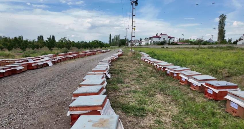 Iğdır İl Tarım ve Orman Müdürlüğü tarafından yürütülen "Iğdır'da Kovanlardan