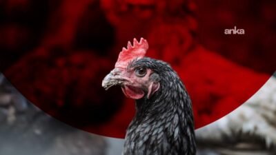 Ticaret Bakanlığı, Haksız Fiyat Değerlendirme Kurulunca beyaz et fiyatlarına yönelik