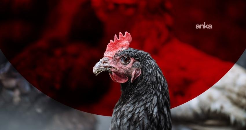 Ticaret Bakanlığı, Haksız Fiyat Değerlendirme Kurulunca beyaz et fiyatlarına yönelik
