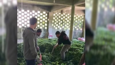Karadeniz Bölgesi Çay Üreticileri Temsilcileri, ÇAYKUR'un uyguladığı düşük kontenjanlar nedeniyle