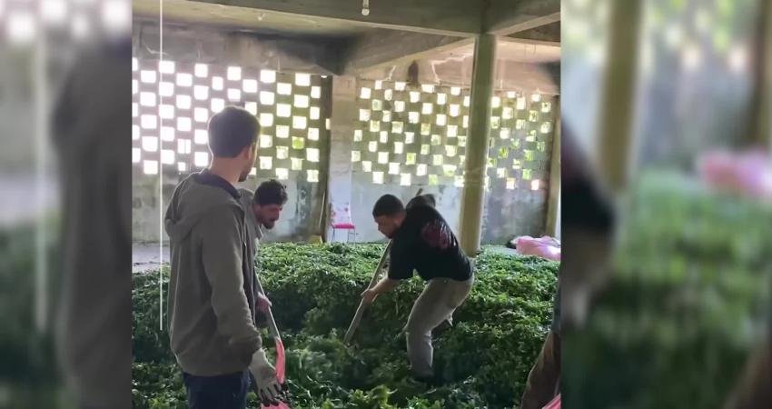 Karadeniz Bölgesi Çay Üreticileri Temsilcileri, ÇAYKUR'un uyguladığı düşük kontenjanlar nedeniyle