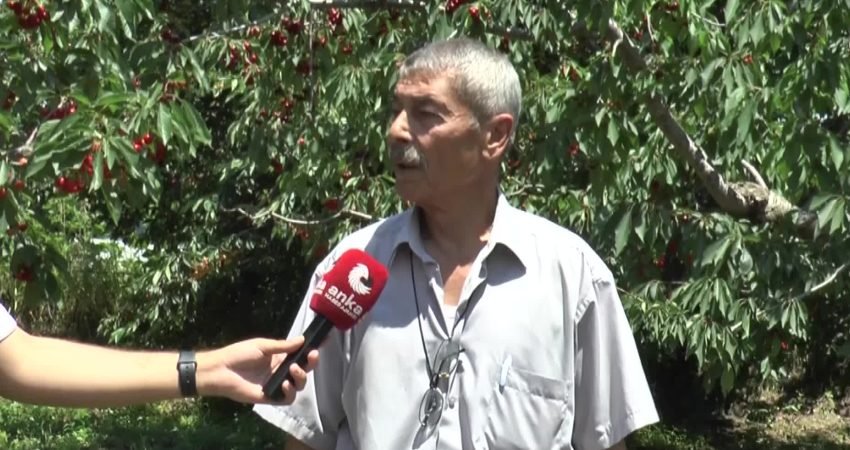 Türkiye'nin kiraz üretiminde önemli merkezlerinden biri olan Isparta'nın Uluborlu ilçesinde