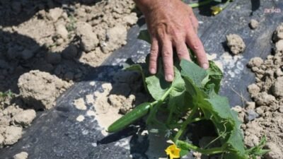 Kuşadası Belediyesi tarafından yerel tarımsal üretimi desteklemek, sağlıklı ve ekonomik