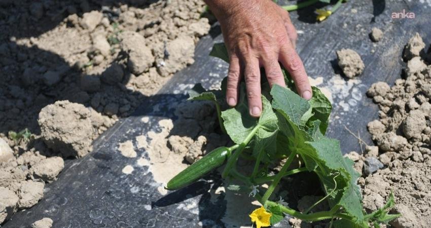 Kuşadası Belediyesi tarafından yerel tarımsal üretimi desteklemek, sağlıklı ve ekonomik