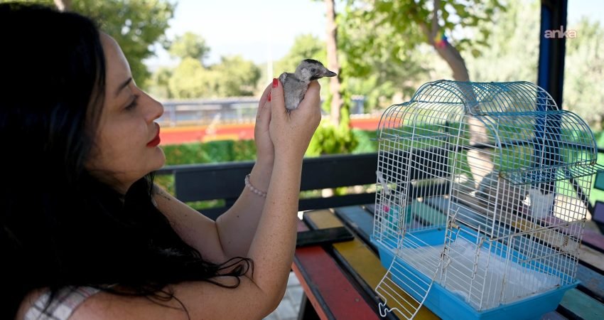 Kuşadası Belediyesi, yuvadan düşen ala karga yavrusunu koruma altına aldı.