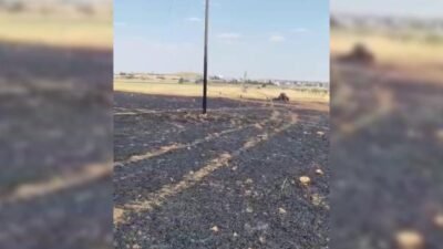Mardin'in Kızıltepe ilçesine bağlı Dikmen Mahallesi'nde bulunan bir buğday tarlasında