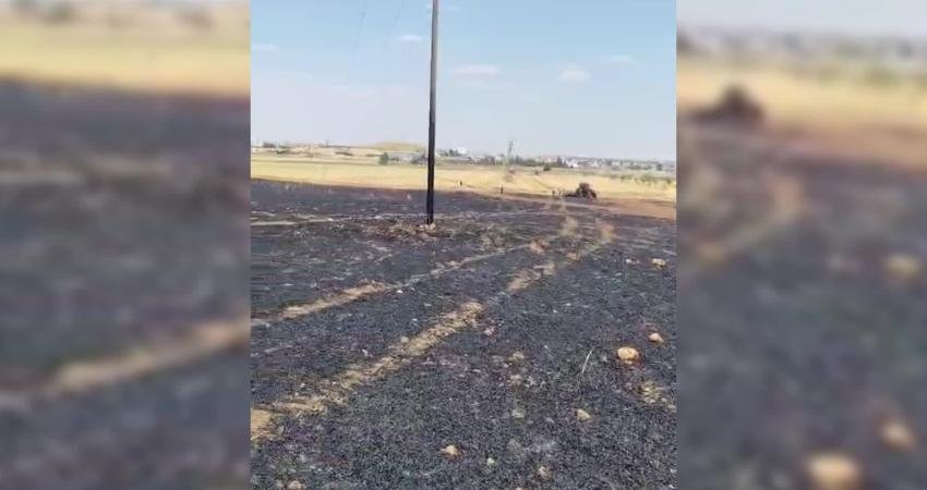 Mardin'in Kızıltepe ilçesine bağlı Dikmen Mahallesi'nde bulunan bir buğday tarlasında