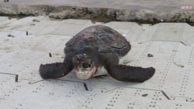 Muğla'nın Marmaris ilçesinde denizde ölü caretta caretta yavrusu bulundu.
