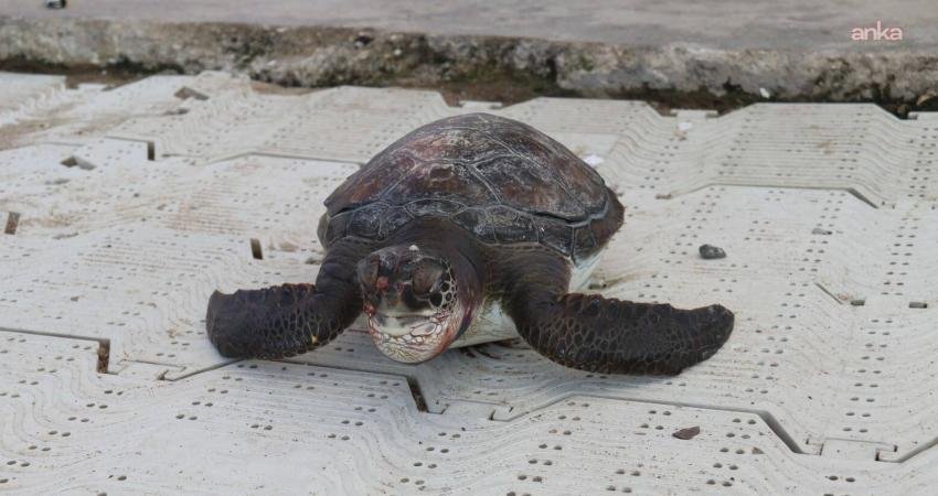 Marmaris’te denizde ölü carettta caretta yavrusu bulundu Muğla'nın Marmaris ilçesinde denizde ölü caretta caretta yavrusu bulundu.