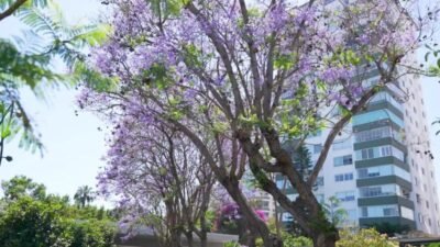 Mersin Büyükşehir Belediyesi Park ve Bahçeler Dairesi Başkanlığı, Peyzaj Master